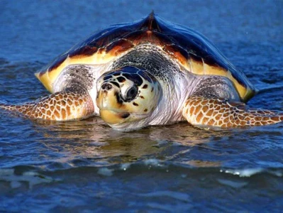 Green Sea Turtles No Longer Endangered: What the Conservation Data Actually Reveals